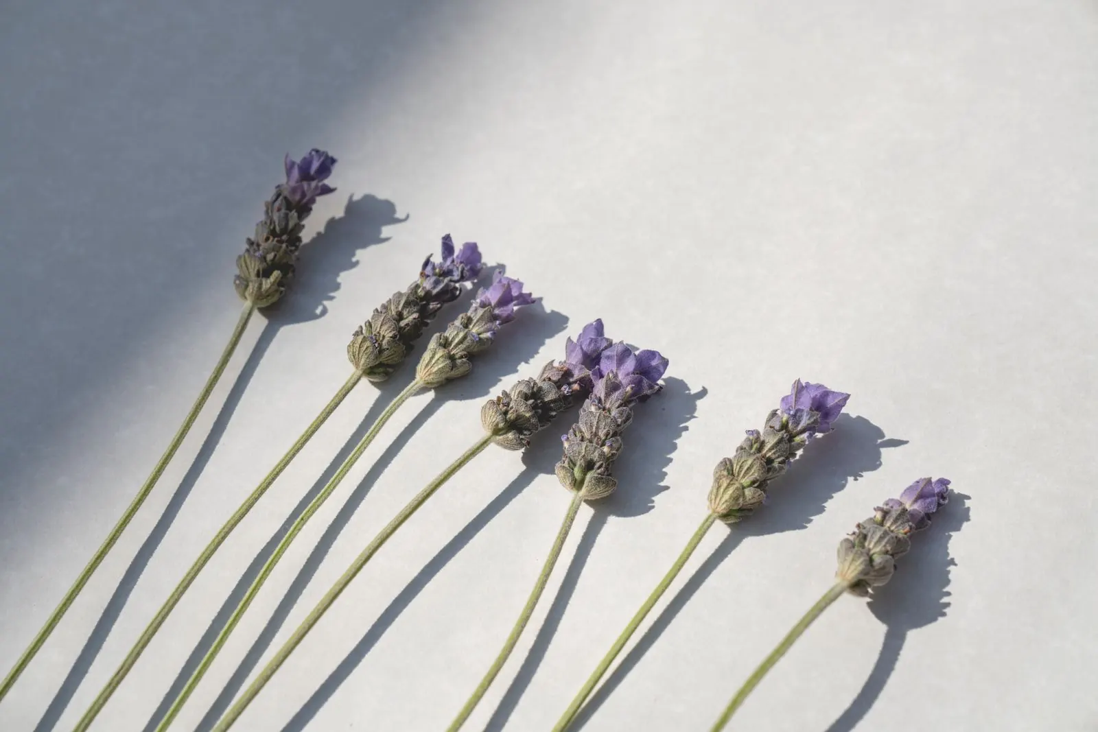 Ramas de lavanda sobre una superficie clara con sombras largas